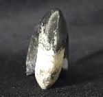 Manticoceras sp. HYATT 1884 - Bild &copy; FossNet FossilienStore